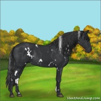 Horse Color:White Spotted Black Rabicano 