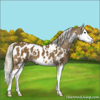Horse Color:White Spotted Chocolate Palomino Splash Appaloosa 