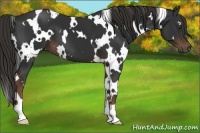 Horse Color:White Spotted Liver Chestnut