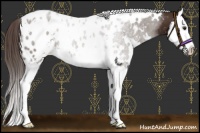 Horse Color:White Spotted Liver Chestnut Sabino Splash Appaloosa