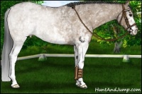 Horse Color:White Spotted Bay Roan Dun 