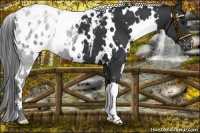 Horse Color:White Spotted Black Blanket 