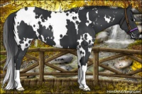 Horse Color:White Spotted Black