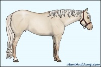 Horse Color:Silver Grullo Pearl Sabino