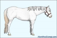 Horse Color:Smoky Grullo Pearl Sabino Splash Frame 