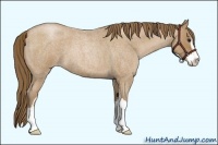 Horse Color:Blue Roan Pearl Sabino