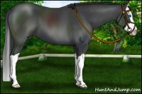Horse Color:Black Splash
