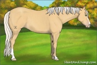 Horse Color:Silver Classic Cream Champagne Sabino