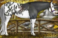 Horse Color:Black Splash Appaloosa 