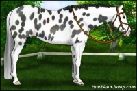 Horse Color:Black Splash Near Leopard 