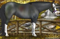 Horse Color:Black Splash