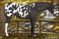 Horse Color:Liver Chestnut Appaloosa 
