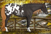 Horse Color:Liver Chestnut Appaloosa