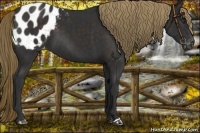 Horse Color:Liver Chestnut Appaloosa