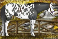 Horse Color:Black Splash Appaloosa