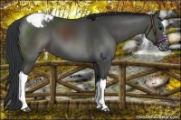 Horse Color:Black Appaloosa