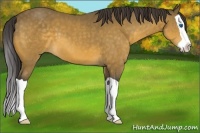 Horse Color:Buckskin Splash 