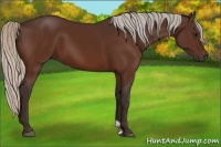 Horse Color:Silver Brown 