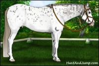 Horse Color:White Spotted Buckskin Splash Appaloosa Rabicano  and White Spotted Smoky Black Splash Appaloosa Rabicano