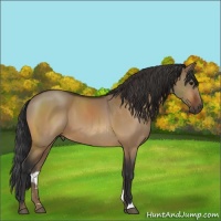 Horse Color:Bay Dun