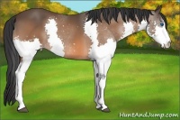 Horse Color:Bay Splash 