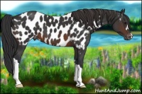 Horse Color:Brown Near Leopard