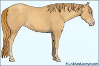 Horse Color:Gold Champagne 