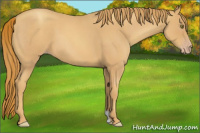 Horse Color:Gold Champagne Roan 