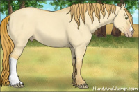 Horse Color:Gold Champagne Dun