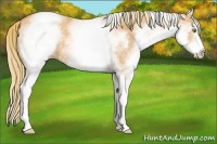 Horse Color:White Spotted Gold Champagne