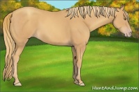 Horse Color:Gold Champagne 