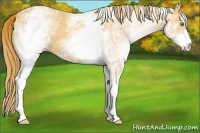 Horse Color:White Spotted Gold Champagne 