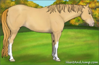Horse Color:Gold Champagne
