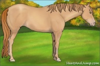 Horse Color:Gold Champagne 