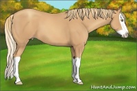 Horse Color:Gold Champagne Splash 