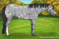 Horse Color:Blue Ice Roan 