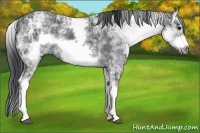 Horse Color:White Spotted Blue Ice Roan Splash Frame
