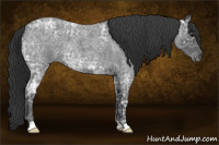 Horse Color:Blue Ice Roan 