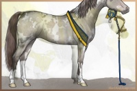 Horse Color:Platinum White Spotted Liver Red Roan 