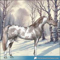 Horse Color:Platinum White Spotted Liver Red Dun Rabicano 