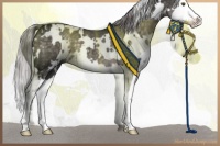 Horse Color:Platinum White Spotted Chocolate Palomino Splash 
