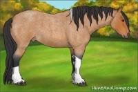 Horse Color:Bay Roan Tobiano