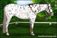 Horse Color:Liver Chestnut Near Leopard 