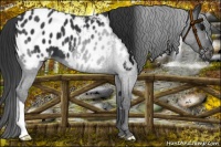 Horse Color:Black Appaloosa 