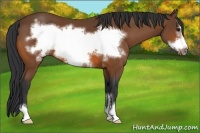 Horse Color:Bay Sabino Frame