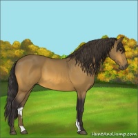Horse Color:Buckskin 