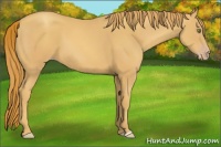 Horse Color:Gold Champagne 
