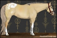 Horse Color:Palomino Dun Appaloosa 