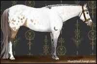 Horse Color:Bay Roan Dun Appaloosa 