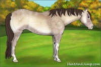 Horse Color:Classic Champagne Ice Onyx 